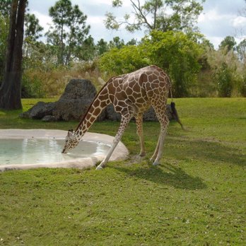 Zoo Miami - Giraffe at Miami zoo - Zoos Near Me - Miami, Florida Zoo Miami - Giraffe at Miami zoo - Zoos Near Me - Miami, Florida