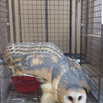 Fox Wildlife Services - Barn Owl rescued. - Wildlife Control Near Me Fox Wildlife Services - Barn Owl rescued. - Wildlife Control Near Me