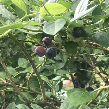 King Grove Organic Farm - Blueberries - Fruits & Veggies Near Me - Eustis, Florida King Grove Organic Farm - Blueberries - Fruits & Veggies Near Me - Eustis, Florida