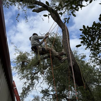 Wimberley Tree Service - Removing hazard oak over roof - Tree Services Near Me - Wimberley, Texas Wimberley Tree Service - Removing hazard oak over roof - Tree Services Near Me - Wimberley, Texas