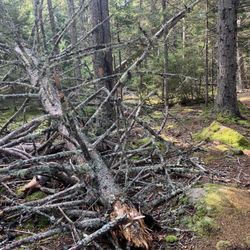 Tennis Preserve Loop Trail - Those hardworking tree elves!