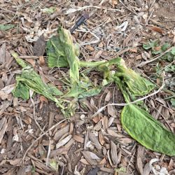 Trampled plant