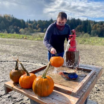 Bob's Corn & Pumpkin Farm - Pumpkin Patches Near Me - Snohomish, Washington