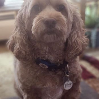 Just Pawfection - Heidi loves Just Pawfection! - Pet Groomers Near Me - Howard Beach, New York Just Pawfection - Heidi loves Just Pawfection! - Pet Groomers Near Me - Howard Beach, New York