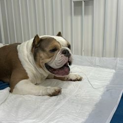 Clínica Veterinaria de Especialidades Tijuana - Zues after his surgery in TJ RIP my boy