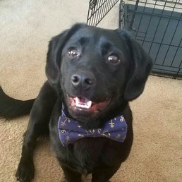 Toby's new bow tie from Fuzzy Butz! Toby's new bow tie from Fuzzy Butz!