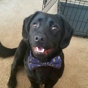 FuzzyButz Pet Bakery - Toby's new bow tie from Fuzzy Butz! - Pet Stores Near Me - St Joseph, Michigan FuzzyButz Pet Bakery - Toby's new bow tie from Fuzzy Butz! - Pet Stores Near Me - St Joseph, Michigan