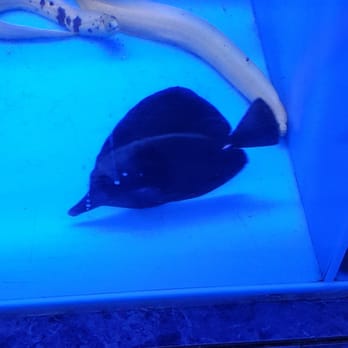 Rainbow Aquarium and Pond - Saw this beauty! - Aquarium Services Near Me - Arleta, California Rainbow Aquarium and Pond - Saw this beauty! - Aquarium Services Near Me - Arleta, California