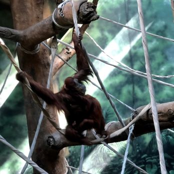 Fort Wayne Zoo - One of my fav parts of the FW zoo. Orangutan. - Zoos Near Me - Fort Wayne, Indiana Fort Wayne Zoo - One of my fav parts of the FW zoo. Orangutan. - Zoos Near Me - Fort Wayne, Indiana