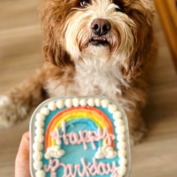Woofpak Bakery - Momo's birthday!! - Pet Stores Near Me - San Diego, California Woofpak Bakery - Momo's birthday!! - Pet Stores Near Me - San Diego, California