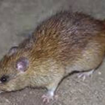 Critter Busters Wildlife Specialists - Pest Control Near Me - Acworth, Georgia Critter Busters Wildlife Specialists - Pest Control Near Me - Acworth, Georgia