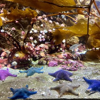 Vancouver Aquarium - Aquariums Near Me - Vancouver, British Columbia Vancouver Aquarium - Aquariums Near Me - Vancouver, British Columbia