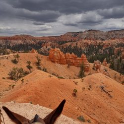 Bryce-Zion Trail Rides - View from a horse!