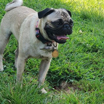 Pawz4Luv - Pet Training Near Me