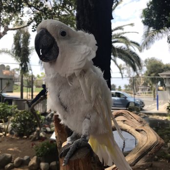 Free Flight - This fellow is over 60 years old and his name is Obie. He is very talkative and friendly. - Animal Shelters Near Me - Del Mar, California Free Flight - This fellow is over 60 years old and his name is Obie. He is very talkative and friendly. - Animal Shelters Near Me - Del Mar, California