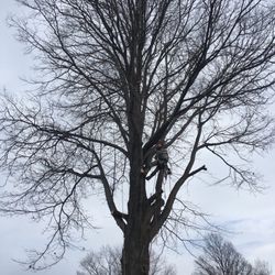 Serrano Tree Service