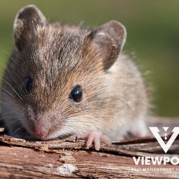 Viewpoint Pest Management Solutions - Pest Control Near Me - Stafford, Virginia Viewpoint Pest Management Solutions - Pest Control Near Me - Stafford, Virginia