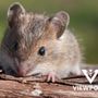 Photo of Viewpoint Pest Management Solutions