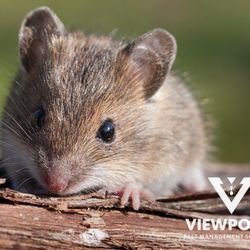 Viewpoint Pest Management Solutions