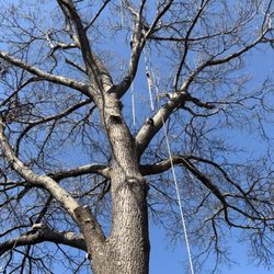 Integrity Tree Specialist - This Is That Tall Pole With the Brush Still attached!