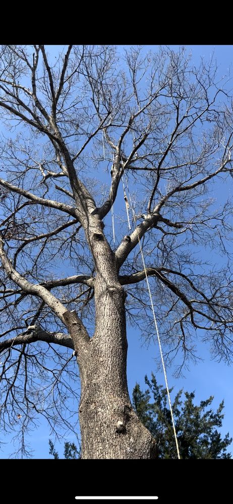 Integrity Tree Specialist - tree service in Chesapeake, VA