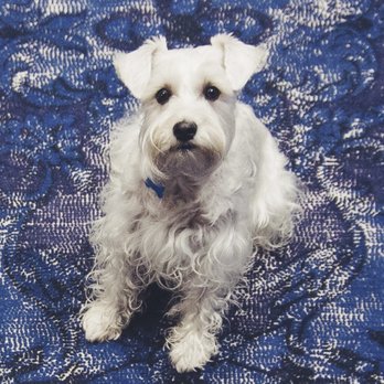 A Canine Castle - Hoagie 2010-2023
A Canine Castle - Pet Groomers Near Me - Redondo Beach, California A Canine Castle - Hoagie 2010-2023
A Canine Castle - Pet Groomers Near Me - Redondo Beach, California