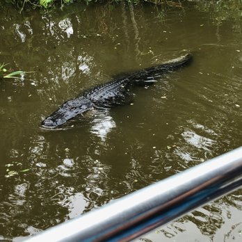 Jean Lafitte Swamp Tour - Alligator investigates the boat - Boat Tours Near Me - Marrero, Louisiana