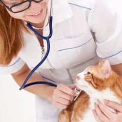 The Animal Clinic At Oxford Mills