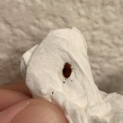 Fallbrook Country Inn - Bed bugs!