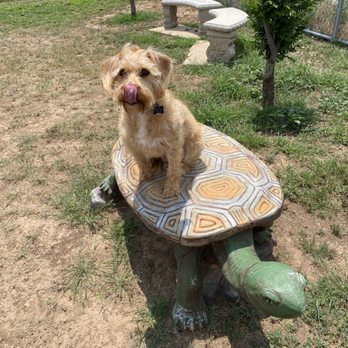 Critter Camp Bark Park - Dog Parks Near Me - Amarillo, Texas Critter Camp Bark Park - Dog Parks Near Me - Amarillo, Texas