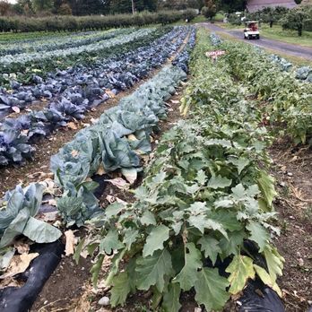 Lawrence Farms Orchards - Pick your on vegetables - Pick Your Own Farms Near Me - Newburgh, New York Lawrence Farms Orchards - Pick your on vegetables - Pick Your Own Farms Near Me - Newburgh, New York