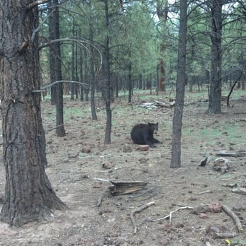 Bearizona - Zoos Near Me - Williams, Arizona