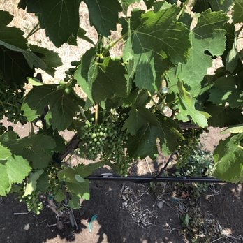 Belle Fiore Winery - Wine Tours Near Me - Ashland, Oregon Belle Fiore Winery - Wine Tours Near Me - Ashland, Oregon