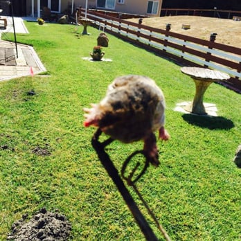 NorCal Gopher Trapping - Pest Control Near Me NorCal Gopher Trapping - Pest Control Near Me