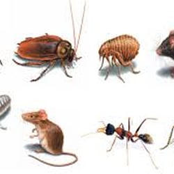 Good Guys Pest Control