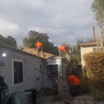 Millan Tree Service - Millan Tree Service at their best! - General Contractors Near Me