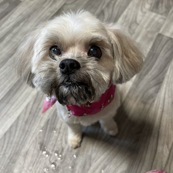 Michelle's Dog Grooming - Liberty the 12 year old Shi-poo - Pet Services Near Me - Claremont, California