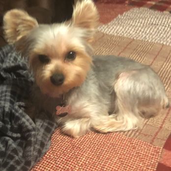 Petco - Sophie's awful haircut - Pet Training Near Me - Farmington, Missouri