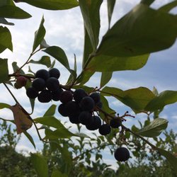 Buffy's Blueberries