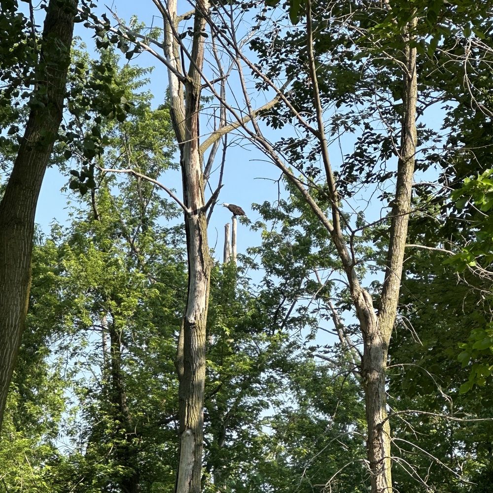 Kayak Starved Rock - Bald Eagle lives on the grounds - Named Gary - Rafting/Kayaking Near Me - Ottawa, Illinois Kayak Starved Rock - Bald Eagle lives on the grounds - Named Gary - Rafting/Kayaking Near Me - Ottawa, Illinois