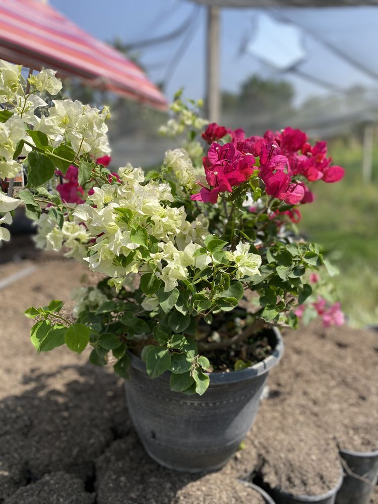 GREENLAND NURSERIES Updated May 2024 52 Photos 8200 Victoria Ave