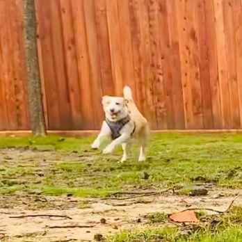 Lucky Dogs Boarding - Daisy - Pet Training Near Me - MAGNOLIA, Texas Lucky Dogs Boarding - Daisy - Pet Training Near Me - MAGNOLIA, Texas
