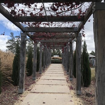 Piggs Peake Winery - Grapevine covered walkway - Wineries Near Me - Pokolbin, NSW Piggs Peake Winery - Grapevine covered walkway - Wineries Near Me - Pokolbin, NSW