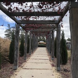 Piggs Peake Winery - Grapevine covered walkway
