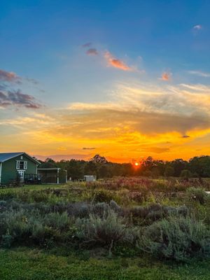 Foxhollow Farm by null