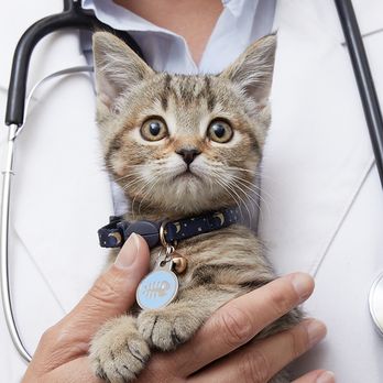 Vetco Total Care - Veterinarians Near Me - Lees Summit, Missouri Vetco Total Care - Veterinarians Near Me - Lees Summit, Missouri