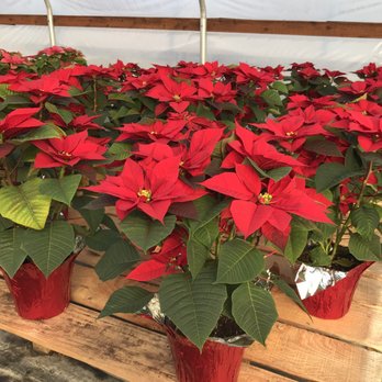 Godfrey Nursery - Stunning plants - Nurseries & Gardening Near Me - Aumsville, Oregon Godfrey Nursery - Stunning plants - Nurseries & Gardening Near Me - Aumsville, Oregon