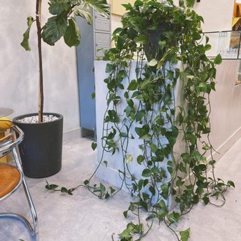 Ants Coffee - Coffee & Tea Near Me - New York, New York