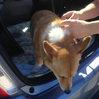 Take 5 Oil Change - Corgi sighting - Oil Change Stations Near Me - Summerfield, Florida