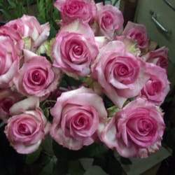 Crystal Springs Florist - "Priceless" roses